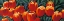 Picture of TULIPANI ROSSI