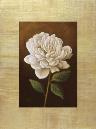 Picture of FLEUR DE MAGNOLIA