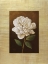 Picture of FLEUR DE MAGNOLIA
