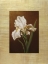 Picture of FLEUR DE IRIS