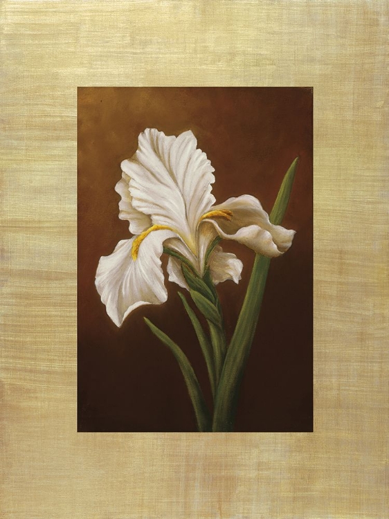 Picture of FLEUR DE IRIS