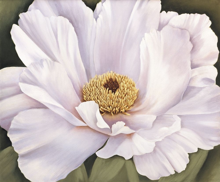 Picture of PEONY