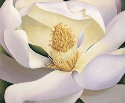 Picture of MAGNOLIA