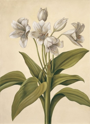 Picture of LILIES I