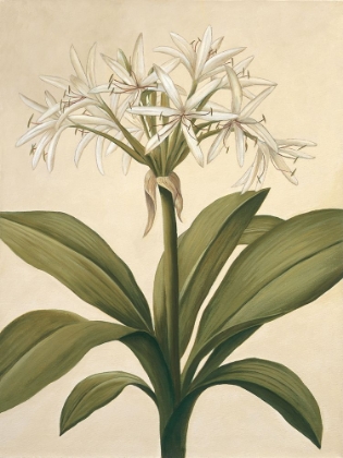 Picture of LILIES II