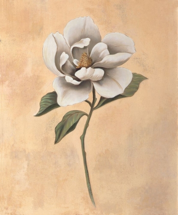 Picture of MAGNOLIA