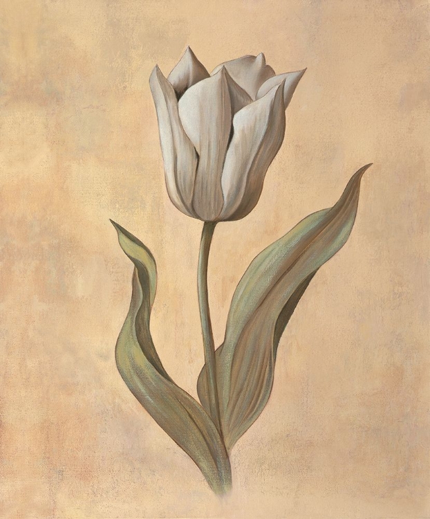 Picture of TULIP