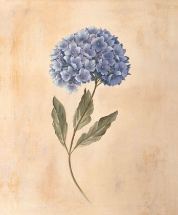 Picture of HYDRANGEA