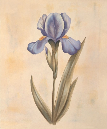 Picture of IRIS