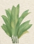 Picture of PALM FRONDS I