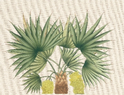 Picture of PALM FRONDS III