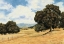 Picture of GOLDEN PASTURE
