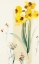 Picture of FDAFFODILS