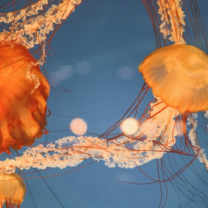 Picture of JELLY FISH 1