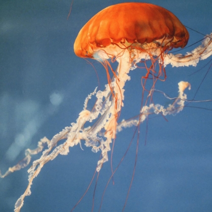 Picture of JELLY FISH 2