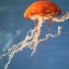 Picture of JELLY FISH 2
