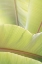 Picture of PALM LEAVES NO. 1