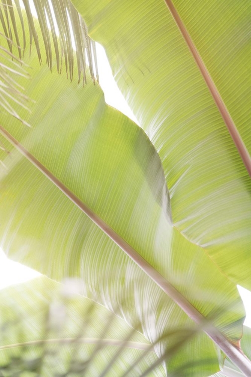 Picture of PALM LEAVES NO. 2