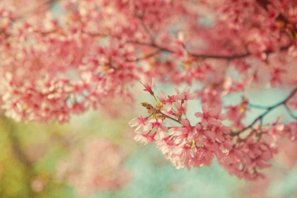 Picture of CHEERY CHERRY BLOSSOMS
