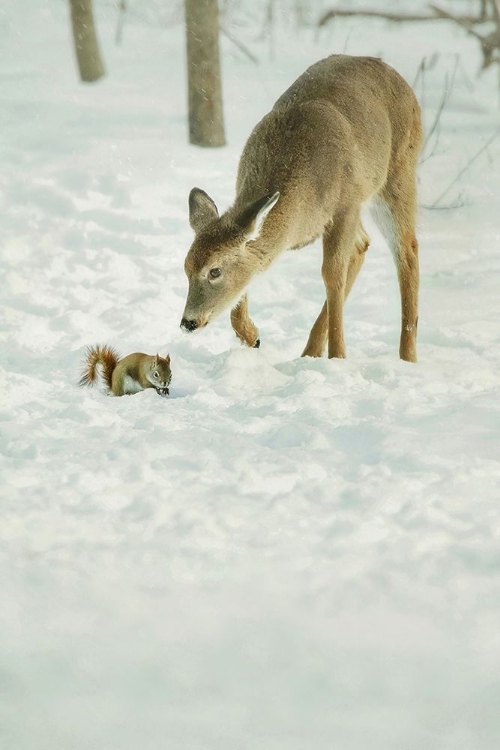 Picture of WINTER SQUIRREL AND DEER