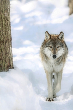 Picture of WINTER WOLF