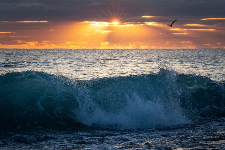 Picture of PELICAN AT DAWN