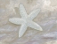 Picture of IMPRESSIONS OF SHELLS II - STARFISH - NEUTRAL