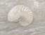 Picture of IMPRESSIONS OF SHELLS III - NAUTILUS - NEUTRAL
