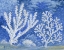 Picture of IMPRESSIONS OF CORAL II - HORIZONTAL