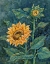 Picture of IMPRESSIONS OF SUNFLOWERS II