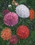 Picture of IMPRESSIONS OF DAHLIAS