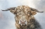 Picture of MIGHTY BULL