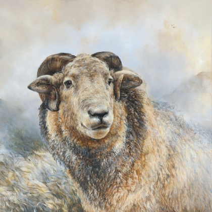 Picture of HERDWICK SHEEP