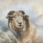 Picture of HERDWICK SHEEP