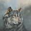 Picture of WISTFUL WOLF