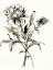 Picture of BOTANICAL SEED I