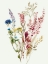 Picture of DELICATE FLOWERS I