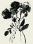 Picture of BLACK FLORA