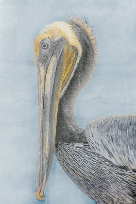 Picture of LONG BEAK BIRD II