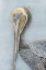 Picture of LONG BEAK BIRD II