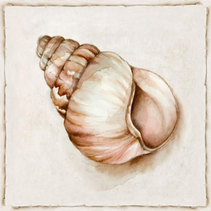 Picture of PINK VINTAGE SHELL I