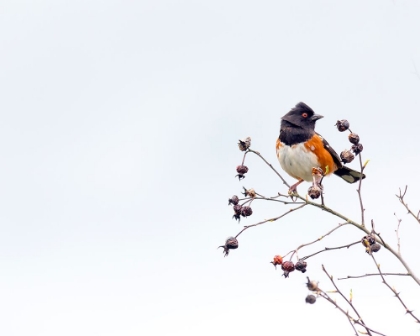 Picture of TOWHEE