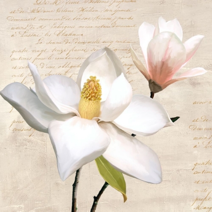 Picture of IVORY MAGNOLIA_I