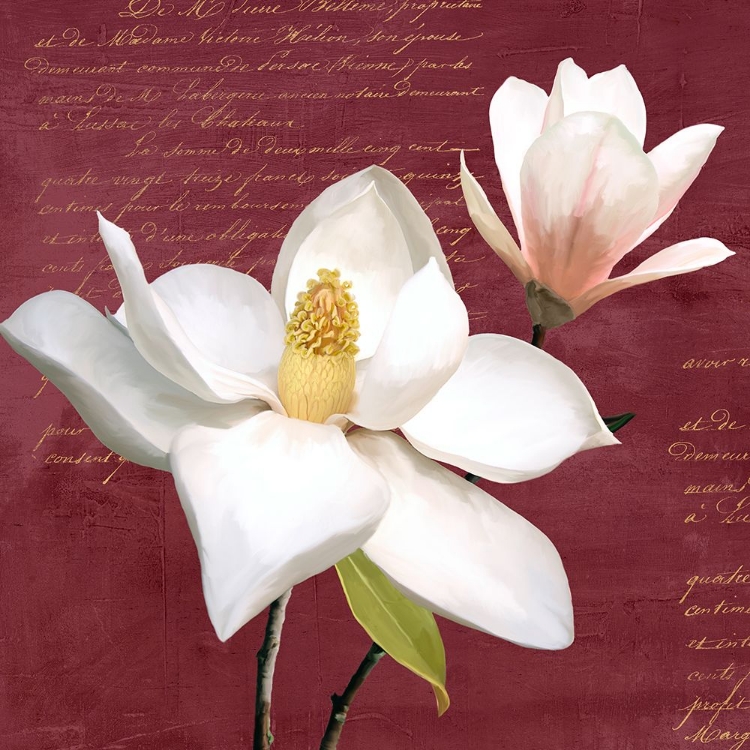 Picture of BURGUNDY MAGNOLIA I