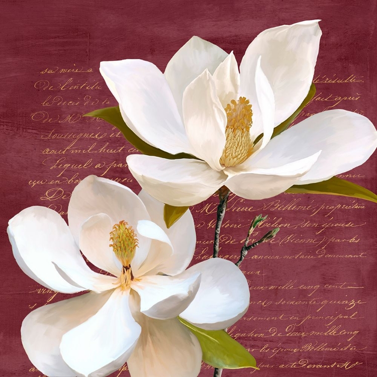 Picture of BURGUNDY MAGNOLIA II