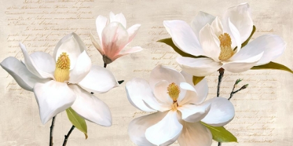Picture of IVORY MAGNOLIA