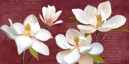 Picture of BURGUNDY MAGNOLIA