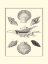 Picture of BW STUDIES IN SYMMETRY I