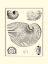 Picture of BW STUDIES IN SYMMETRY II