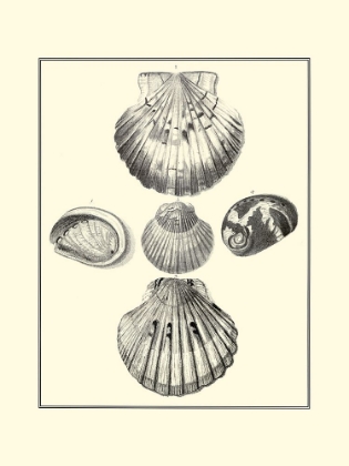 Picture of BW STUDIES IN SYMMETRY V